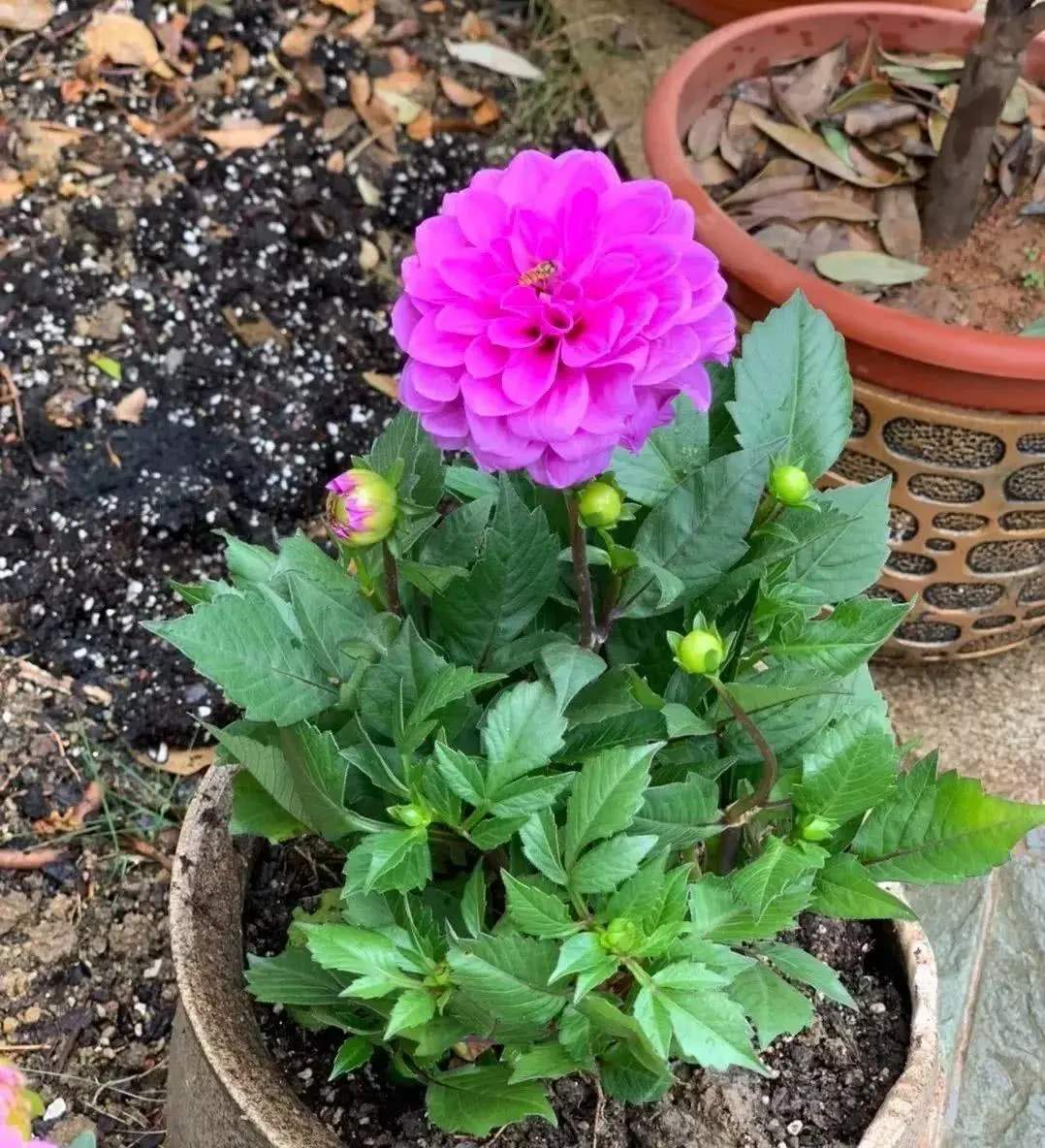 大丽花种球别起早,有2个特征再起,明年开花会更多