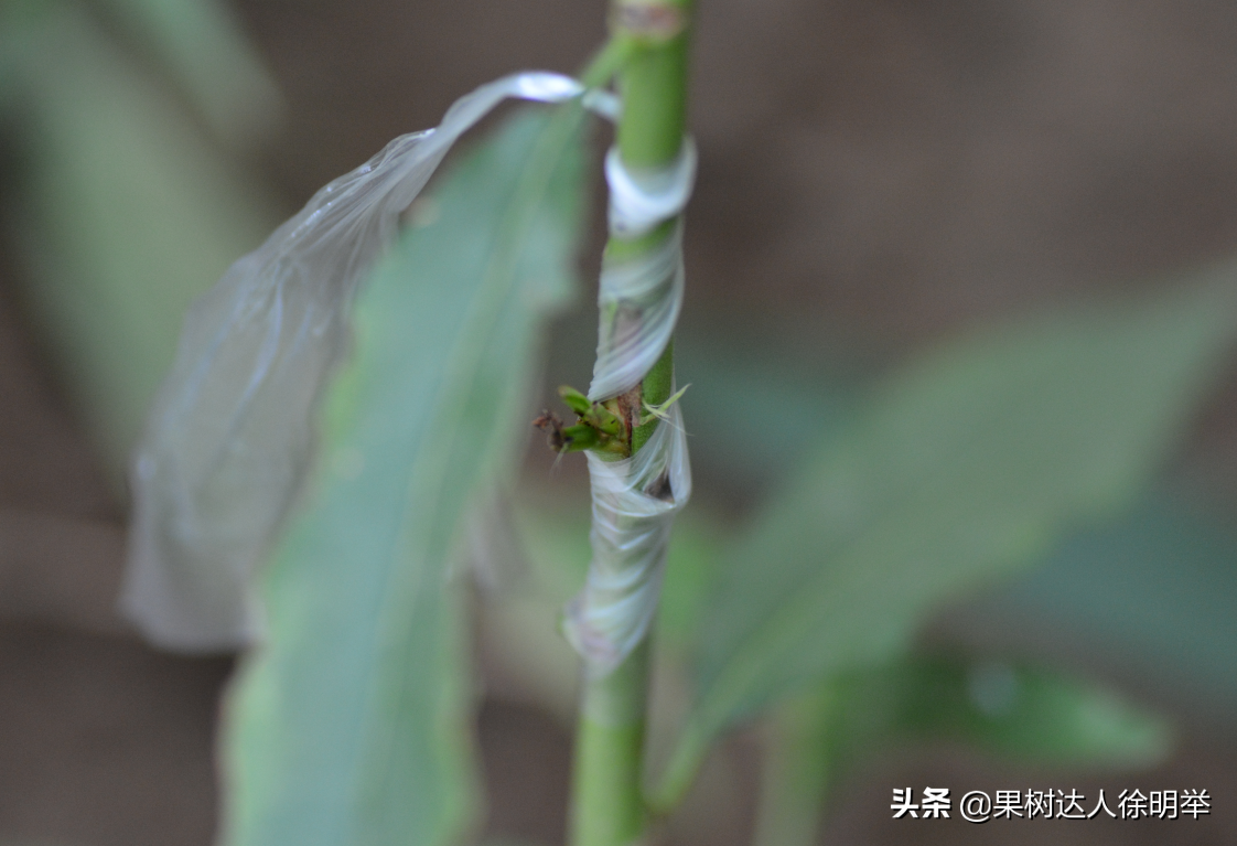 桃树夏季嫁接时间和方法（桃树夏天嫁接时间和方法）-第11张图片-昕阳网