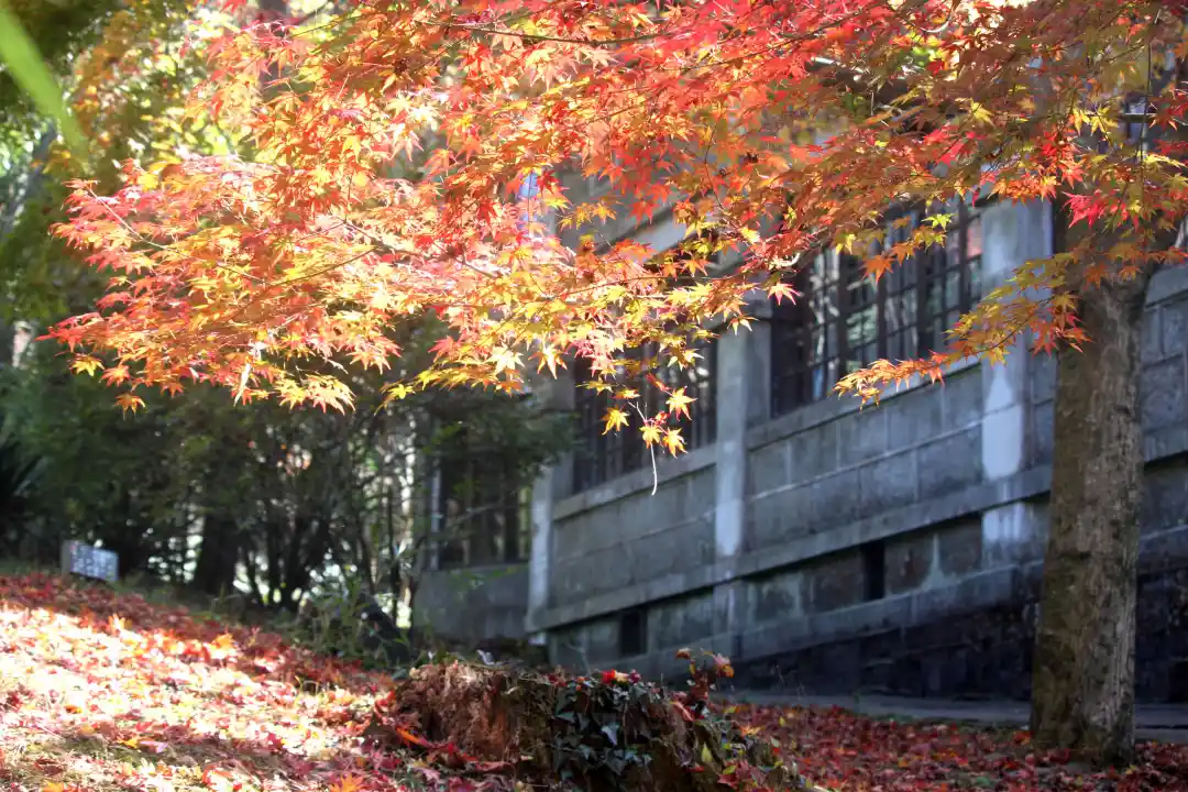 江西庐山旅居，赏瀑布、游花谷，观云海，很棒的养老体验