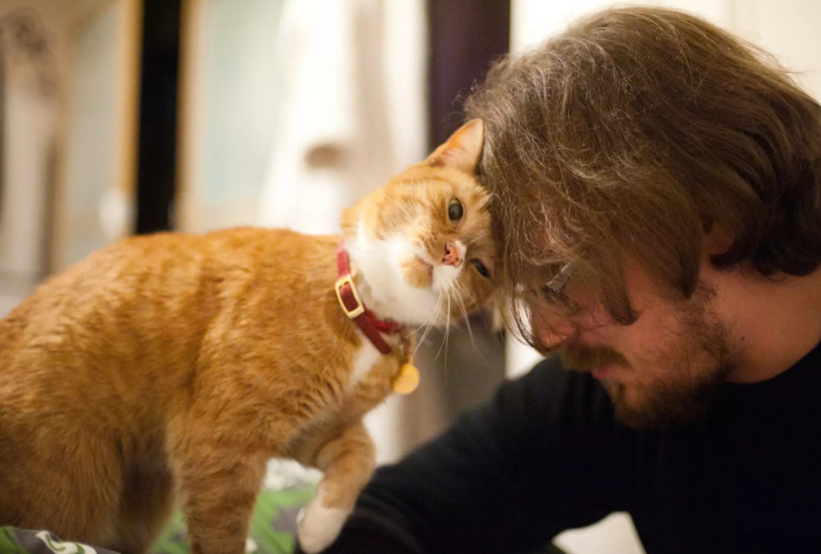 小猫死前有什么征兆