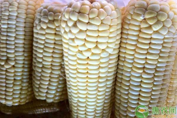 永州今日玉米最新价格「今日全国玉米最新价格」