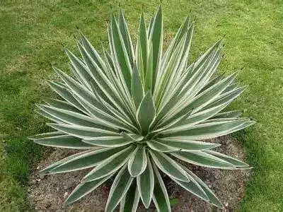 各种花的寓意及花语（100种花的花语大全）