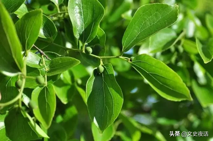 这些诗词中的植物名，你读对了吗？