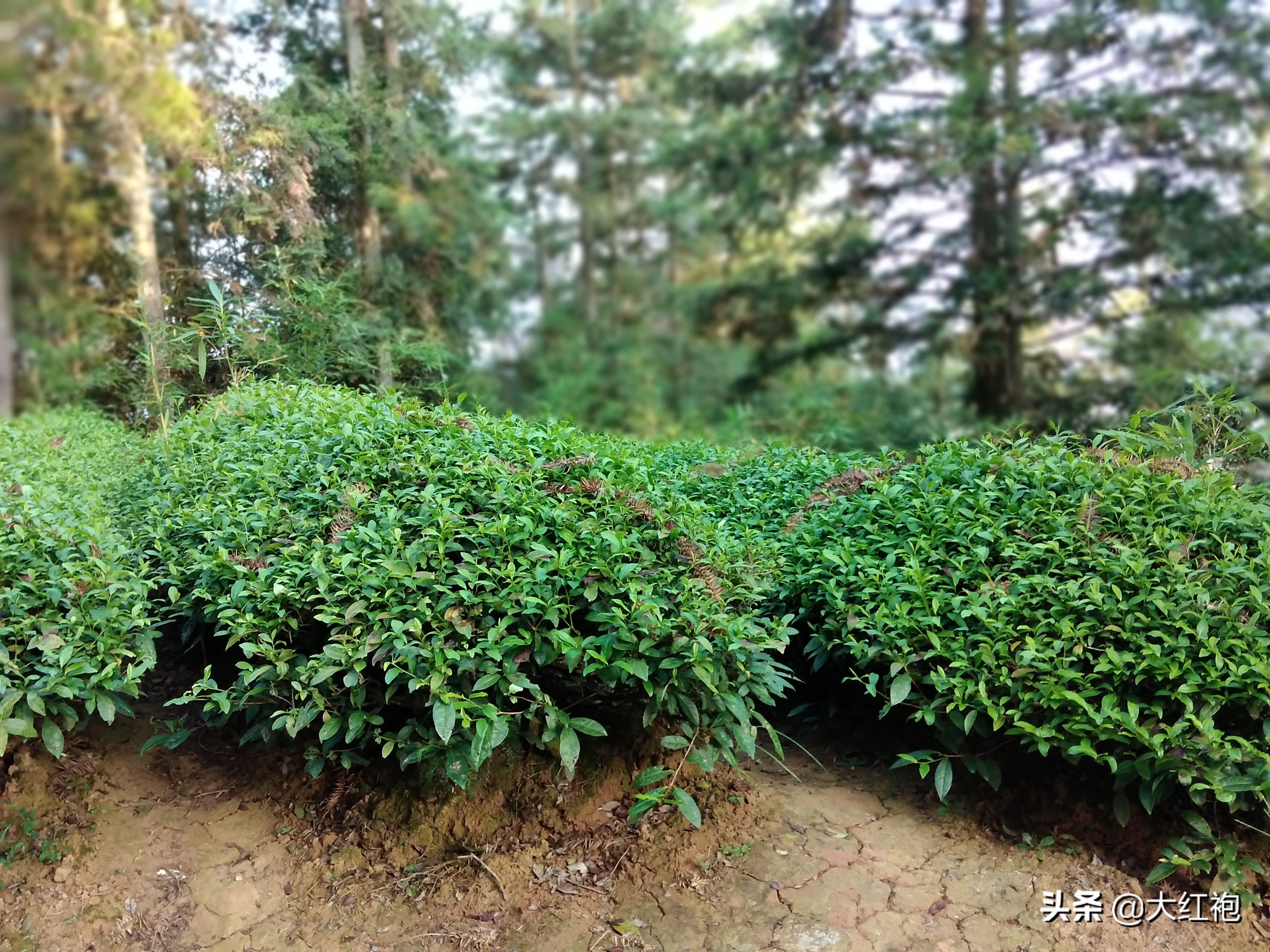 如何品鉴武夷山一线天正岩山场的肉桂，让制茶师父告诉你