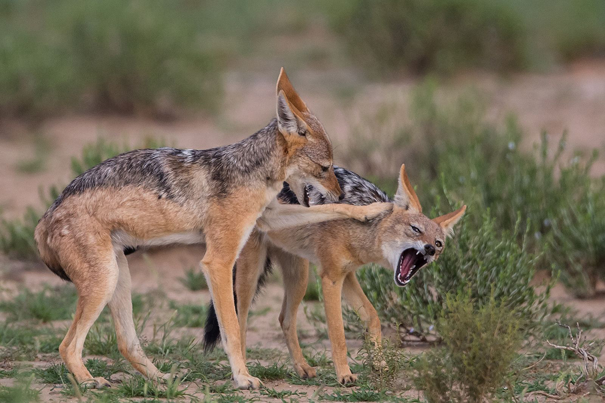 黑背豺育幼的秘密:全员出力,为小家作贡献