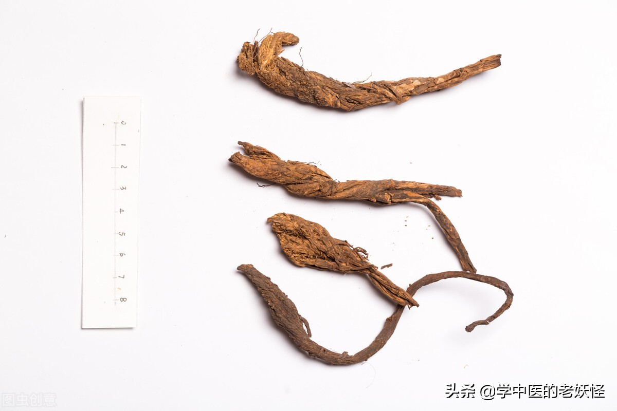 蓁艽(每日一中药-祛风湿热药之秦艽)