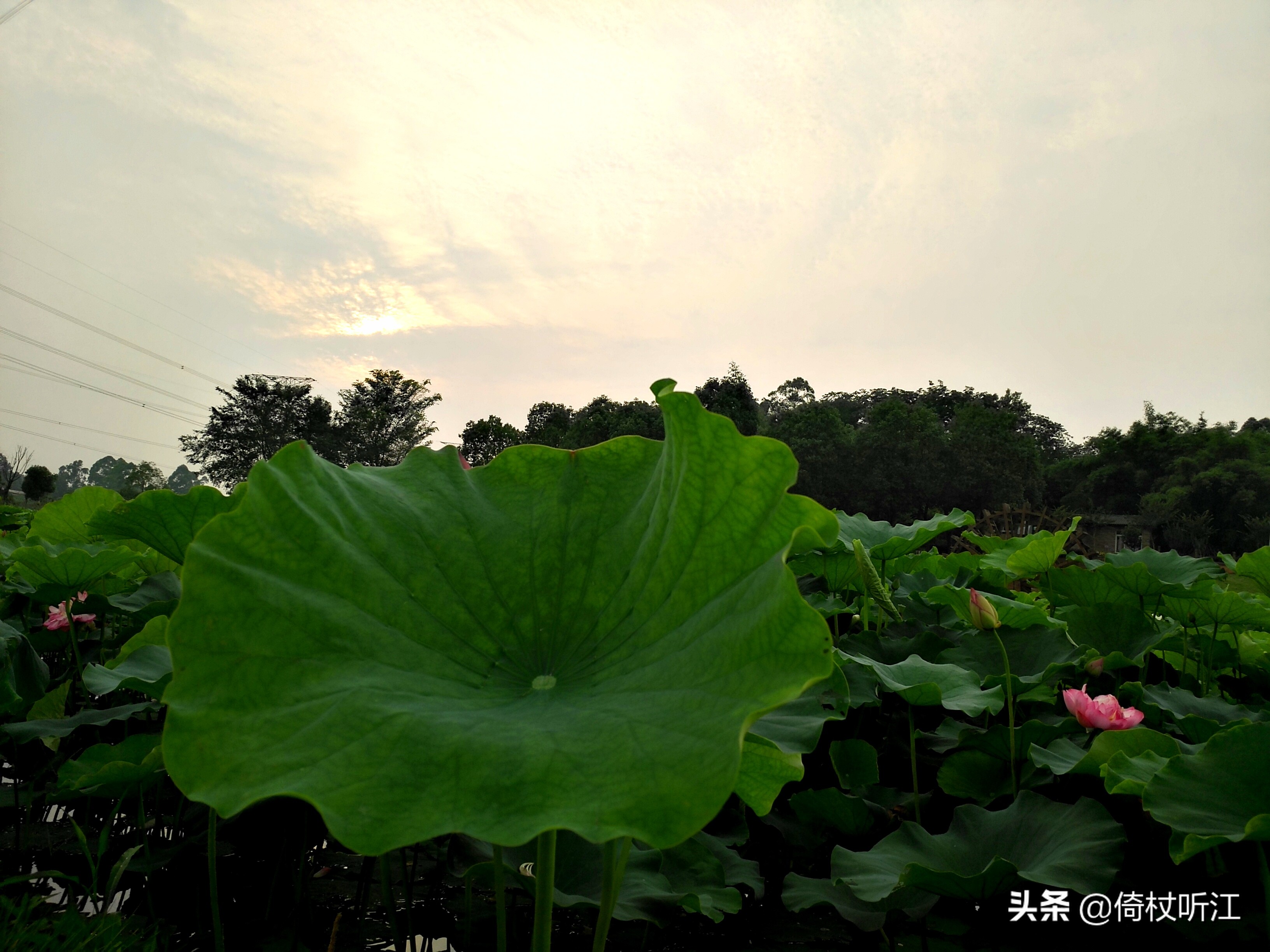 一抹斜阳近，一缕荷香远