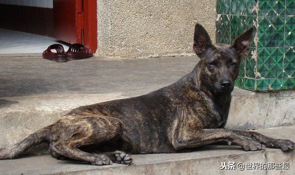 农村最优秀的4种猎犬，如今纯种的十分珍贵，擅长山地捕猎