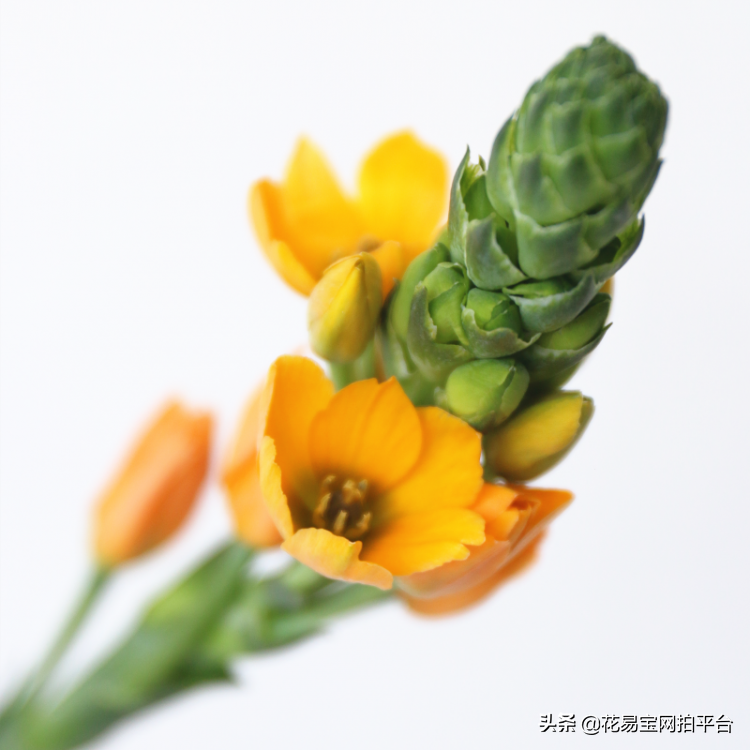 圣心百合花语（超级省心的新晋网红花材花语揭秘）