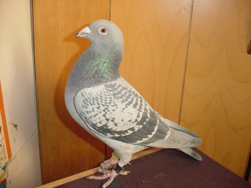 夏季鸽子进入换羽期,需要注意哪一些事情?