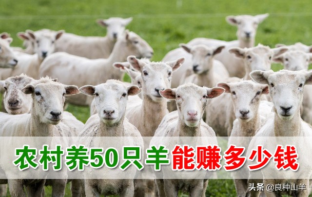 养羊的利润与成本，羊养殖利润与成本