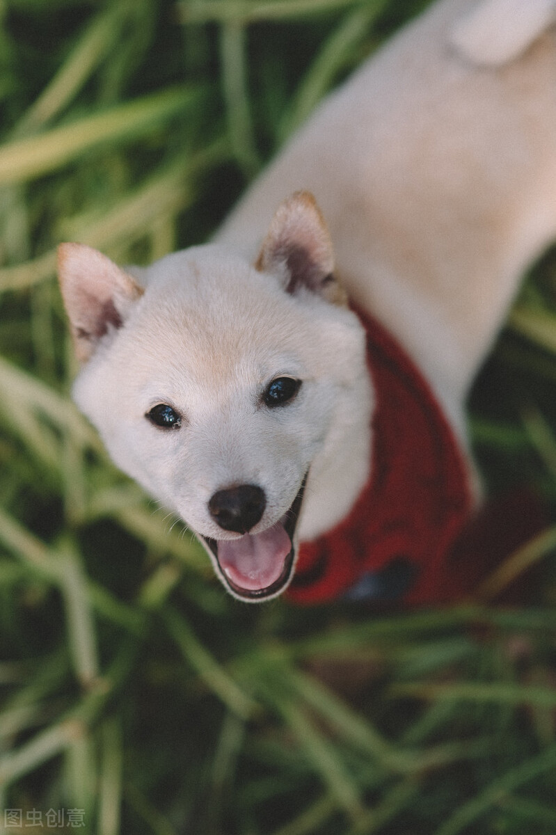 柴犬的这几个优缺点，你家柴犬中了哪几个？