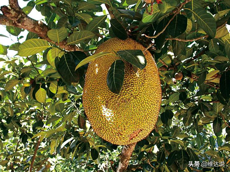菠萝菠萝蜜与波若波罗蜜菠萝蜜和般若波罗蜜
