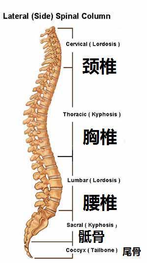 腰椎疾病、腰椎间盘突出你想知道的事全集！