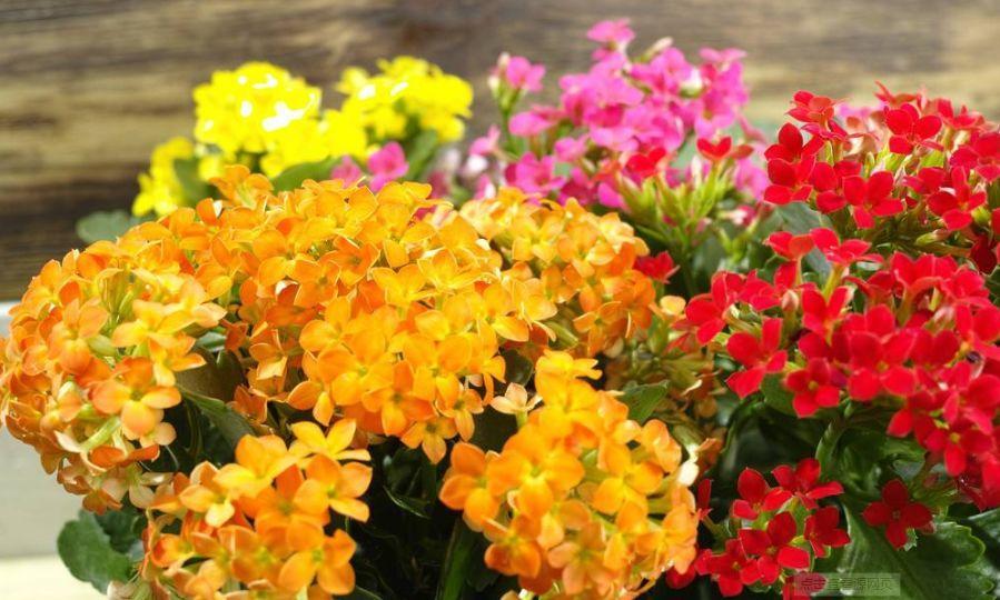 这8种富贵花，不要乱送人，小心把福气送走！