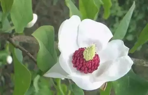 广州市市花是什么（全国56个城市的市花介绍）