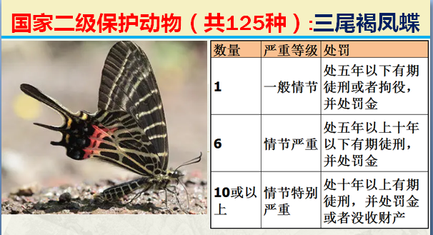 国家保护动物分几个等级（125类二级野生保护名录）