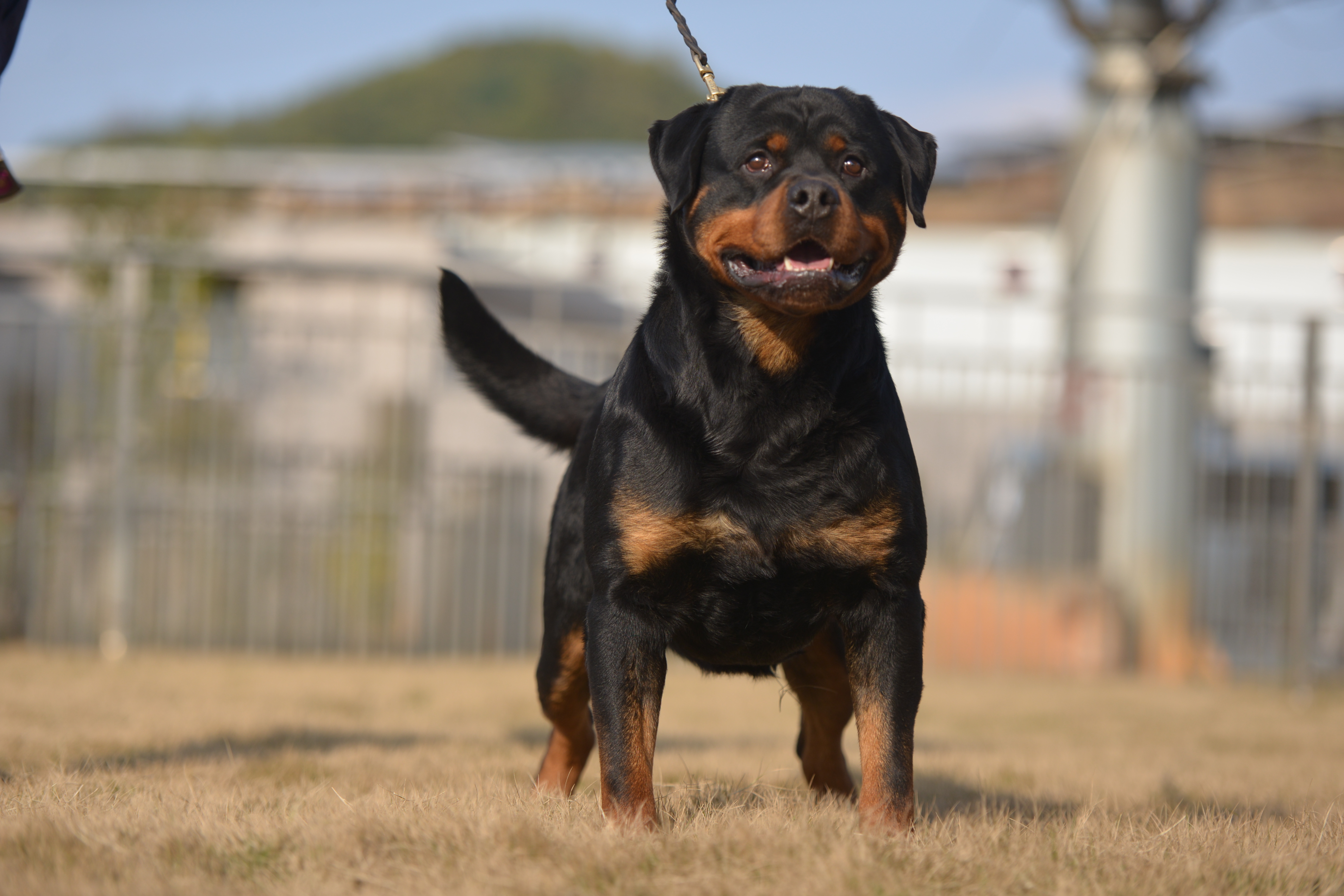 “犬中四煞”令人闻风丧胆，在路上遇到这4种狗不要惹