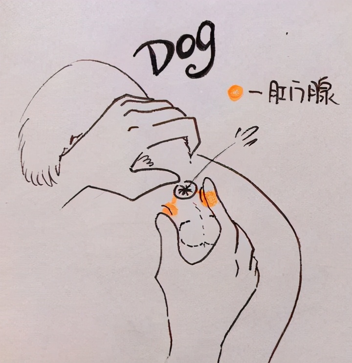 养狗知识：如何帮狗狗挤肛门腺？