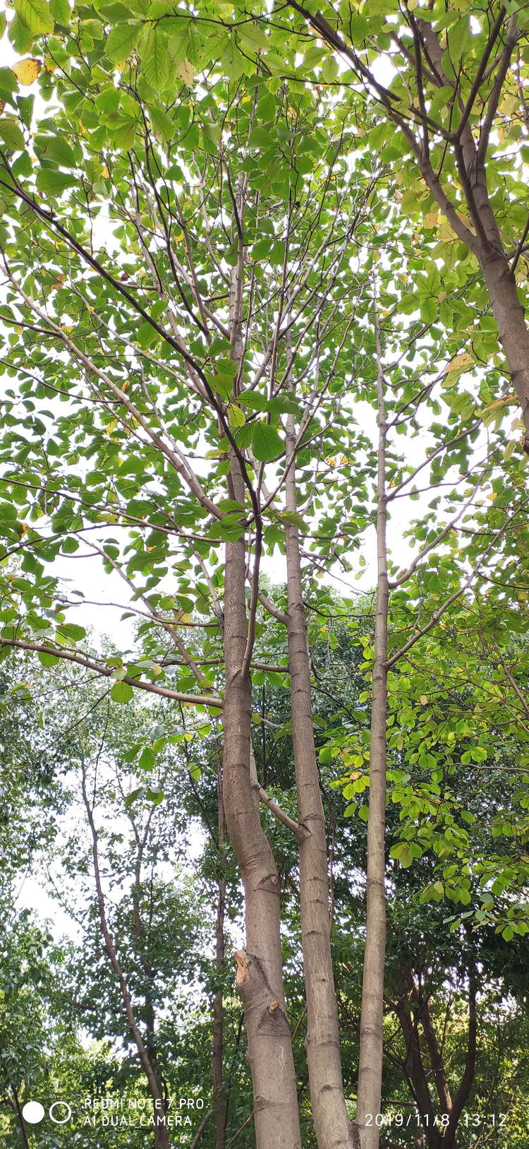 陪你一起看湖北省广水一中①——走进植物王国