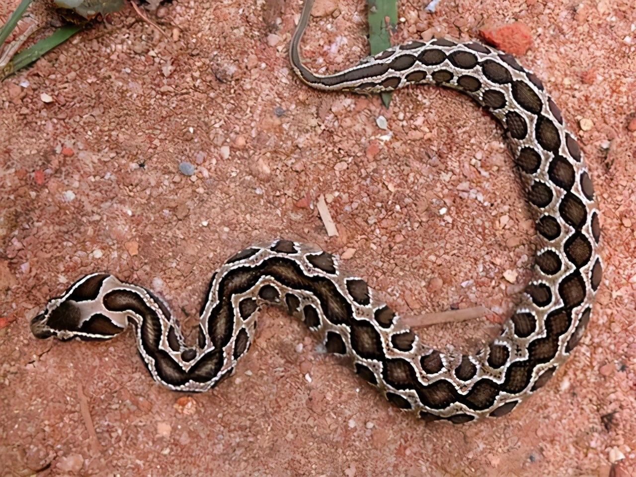 多地报道“蛇出没”！常见的十大毒蛇你认识吗？如何防止蛇进屋？