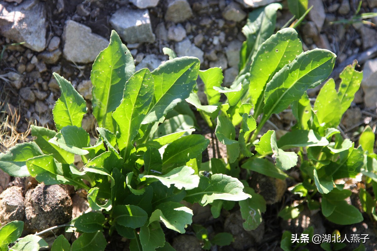 山白菜的叶子翠绿,又长又宽.山白菜是一种长在山里的野菜.