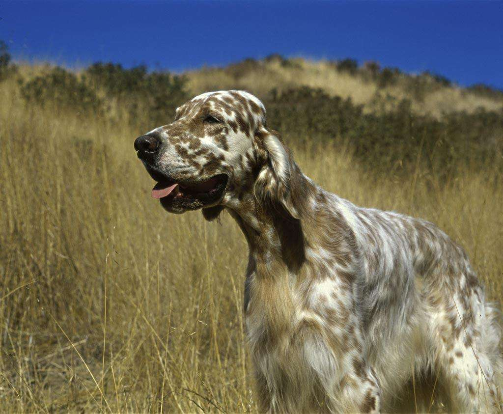 狗的外貌特征和特点（152个狗狗品种及介绍）