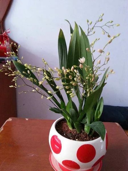 常见50种植物（50种常见的室内盆栽绿化植物）