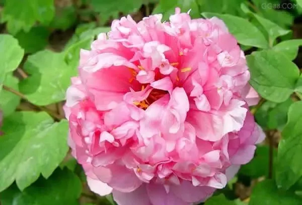 100种名贵牡丹鉴赏 绘画好素材（报花名）