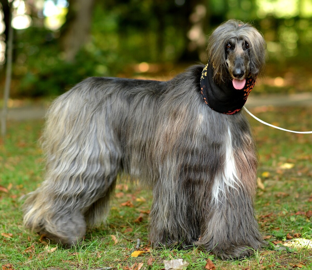 "东方美"代名词的阿富汗猎犬应该如何挑选喂养训练美容等全解析