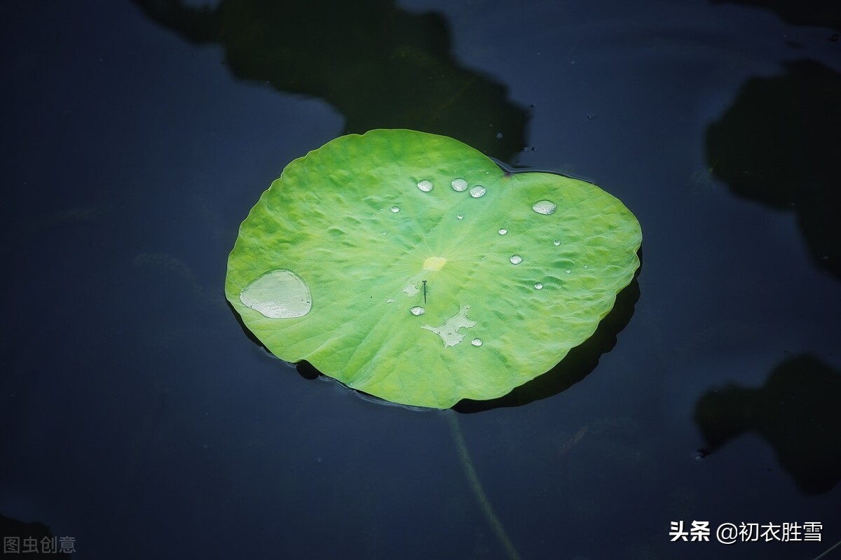 初夏清新荷叶诗词7首赏读：田田八九叶，新荷昨夜生