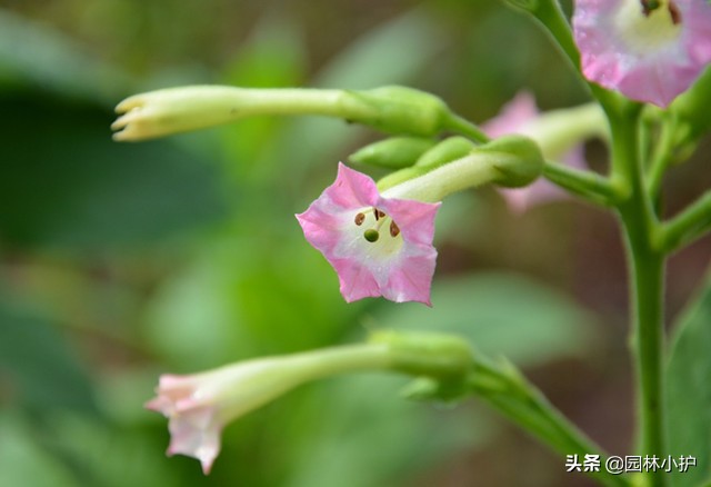 几点开什么花（花园种上这些有趣的时钟花）