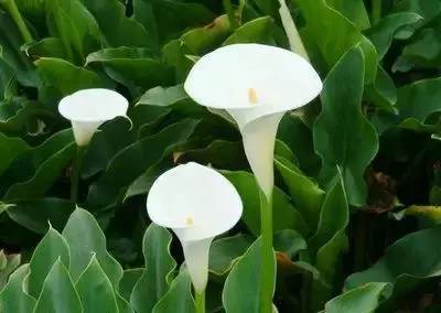 各种花的寓意及花语（100种花的花语大全）