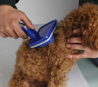 都是宠物犬，泰迪犬和柯基犬比较，谁更好饲养一目了然