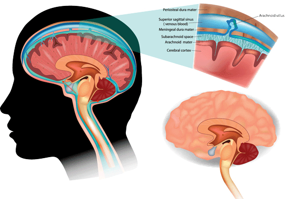 蛛网膜膜位于最外边,包绕整个大脑,紧贴大脑表面的是软脑膜,蛛网膜和