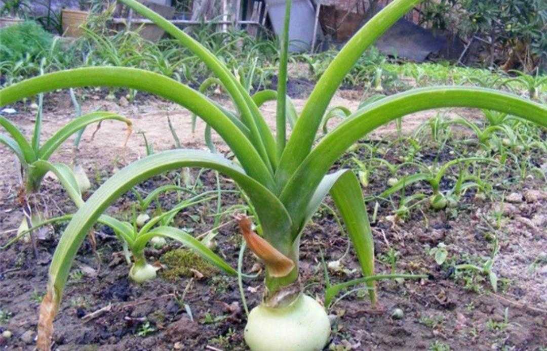 白花虎眼万年青(植物百科之万年青超详介绍)