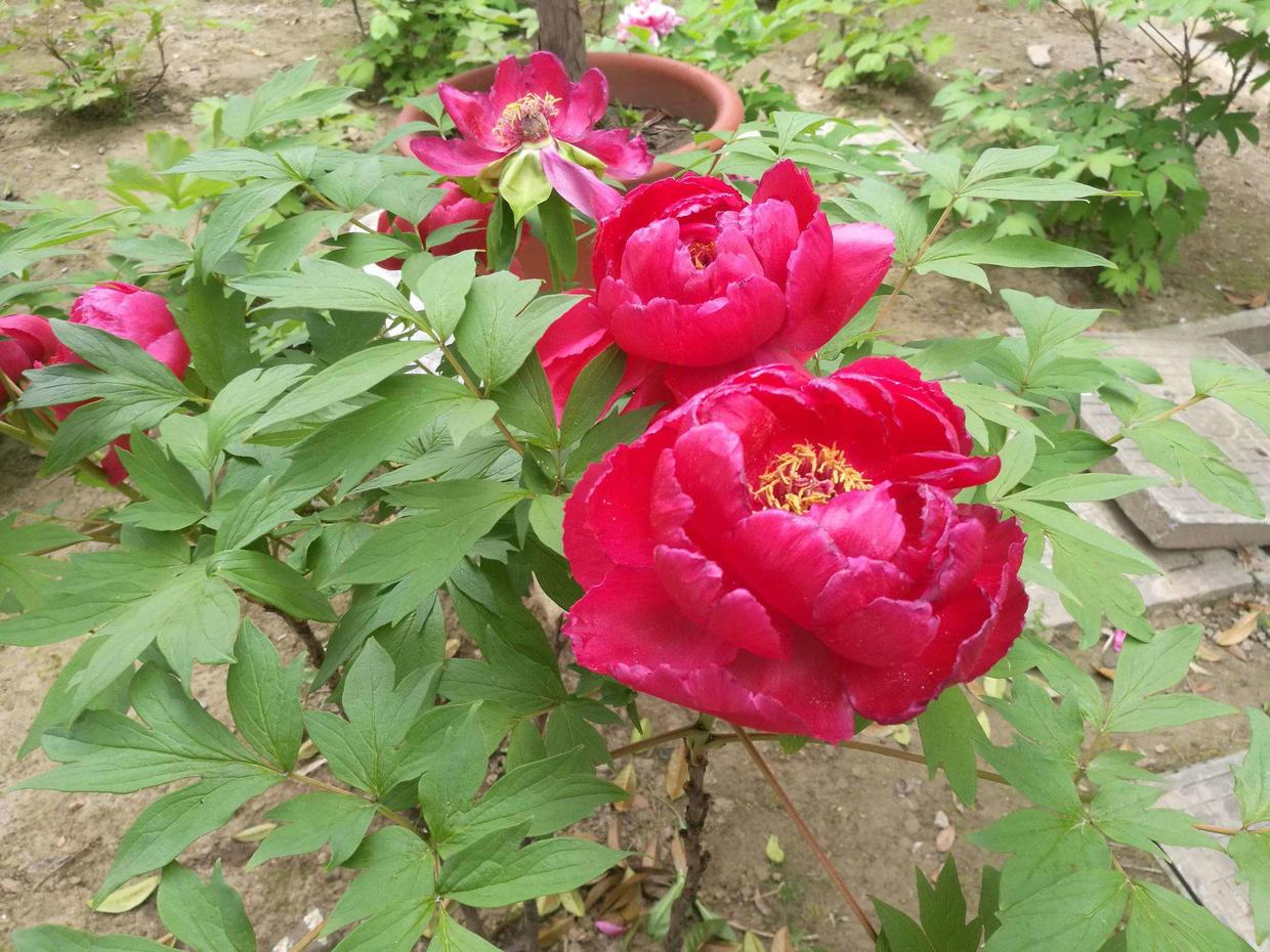 这3种花真是“富贵花”，开花大方吉祥，寓意红火有福气