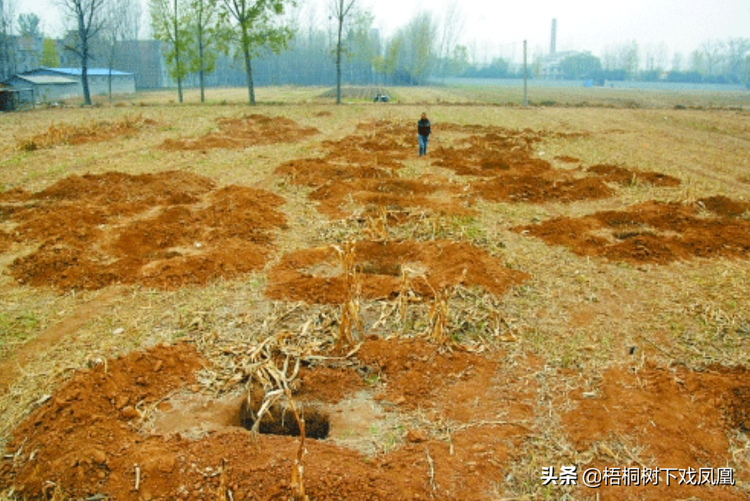 盗墓团伙专挖人家祖坟，盗取随葬的“袁大头”，一人盗了127座