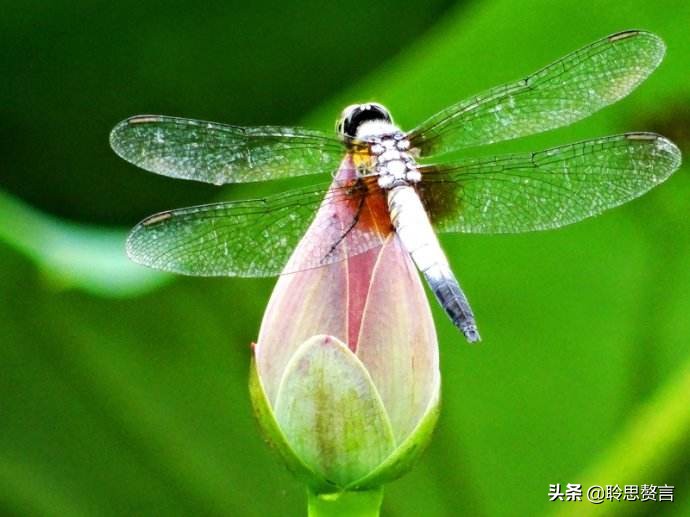 蜻蜓诗词精选一十六首 小荷才露尖尖角，早有蜻蜓立上头