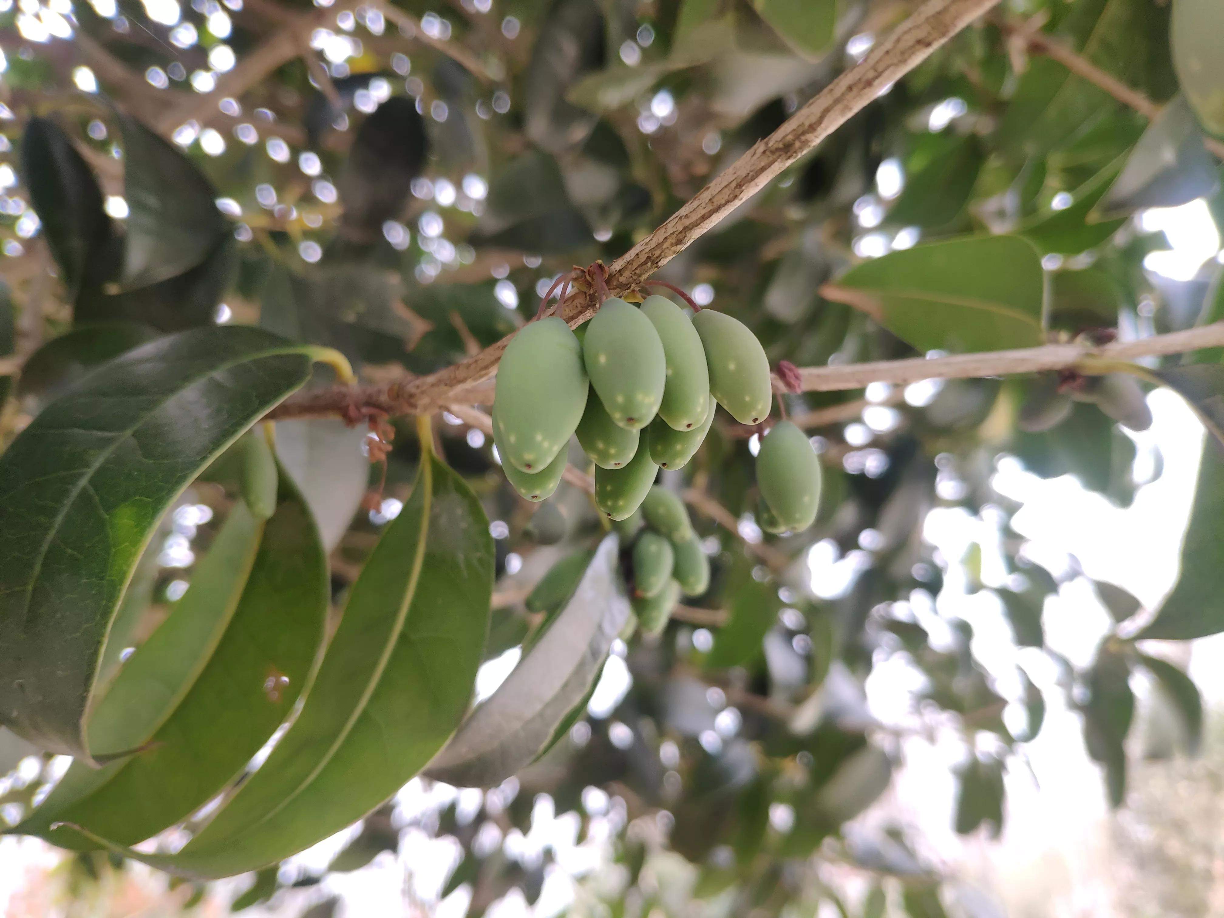 农村桂花树上结的果实 桂花树上结的果子