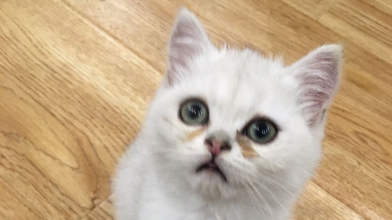 如何应对猫咪泪痕？宠物美容师：2样小物可治疗，4个方法可预防