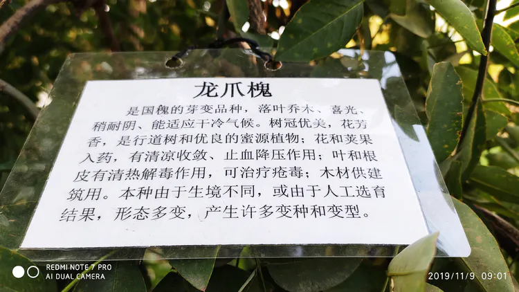 陪你一起看湖北省广水一中①——走进植物王国