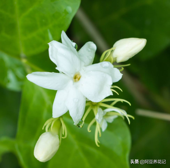 茉莉花樹的壽命(4招養出老樁茉莉樹幹形態優雅)