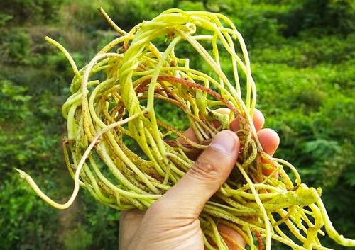 "菟丝子"是中药,还是花卉盆栽的杀手?揭开它不为人知的一面