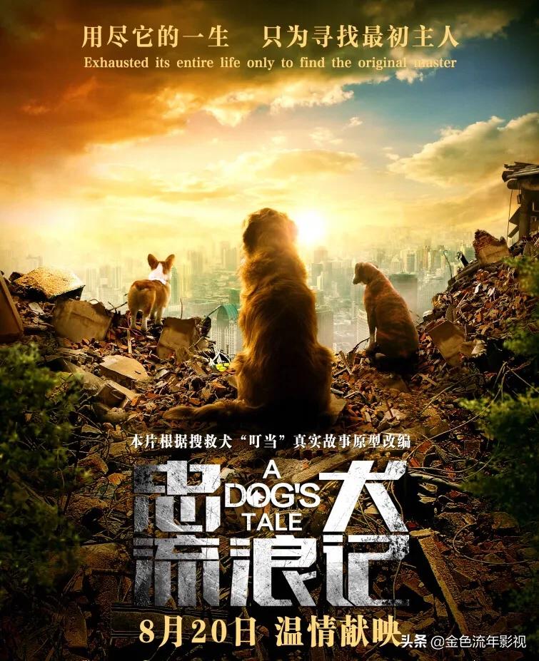 《忠犬流浪记》热映，你知道讲的是什么故事吗？