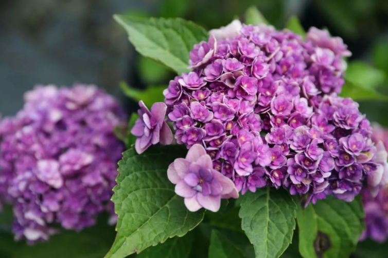 绣球什么季节开花（4个品种的绣球花开花时间）