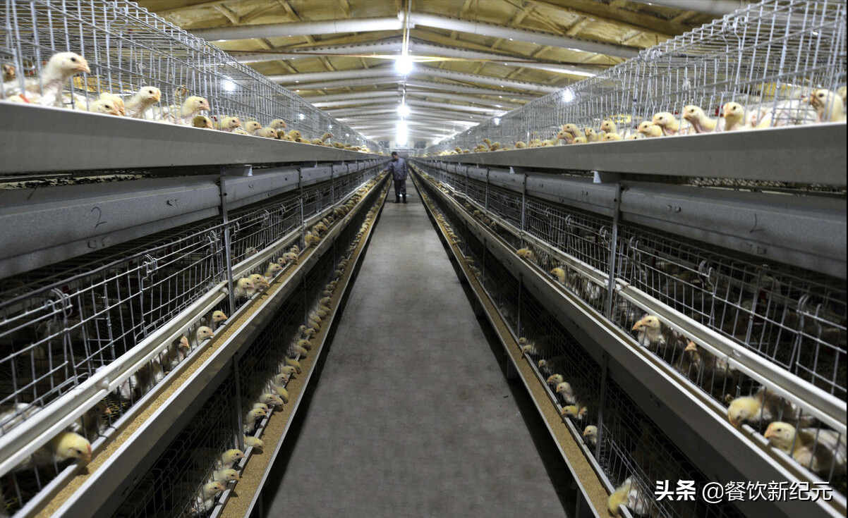 参观了一家养鸡场,我终于明白:为何现在的鸡肉不好吃了?