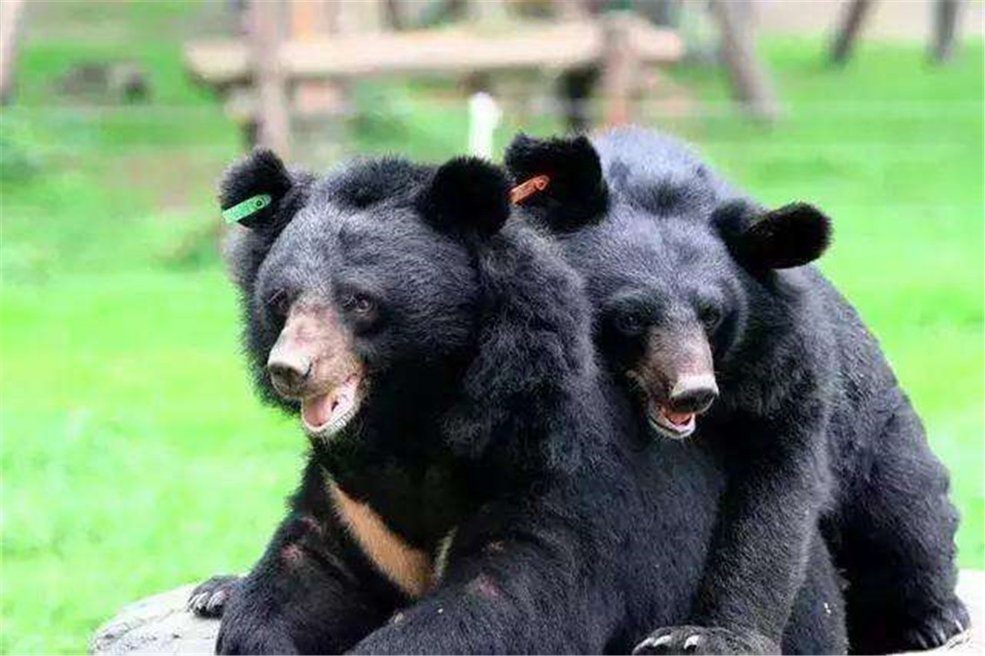 06东北虎经常捕食黑熊,更喜欢捕杀小黑熊