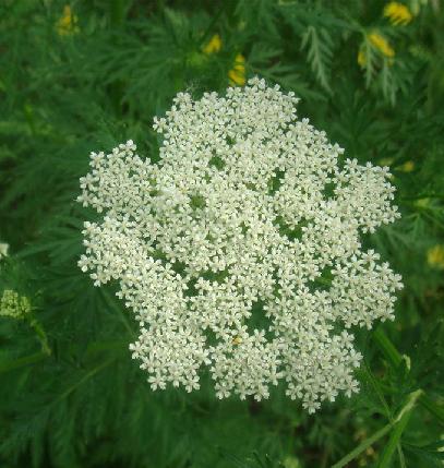 防风的作用与功效 防风对肾脏的危害-明智农业网