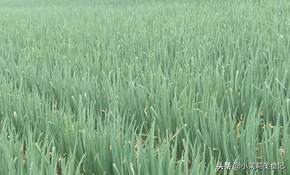 全国哪的大葱最好吃，经过评比，这8个地方比较出名，有你家乡没